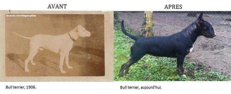 Oorzaak & gevolg Bull Terrier